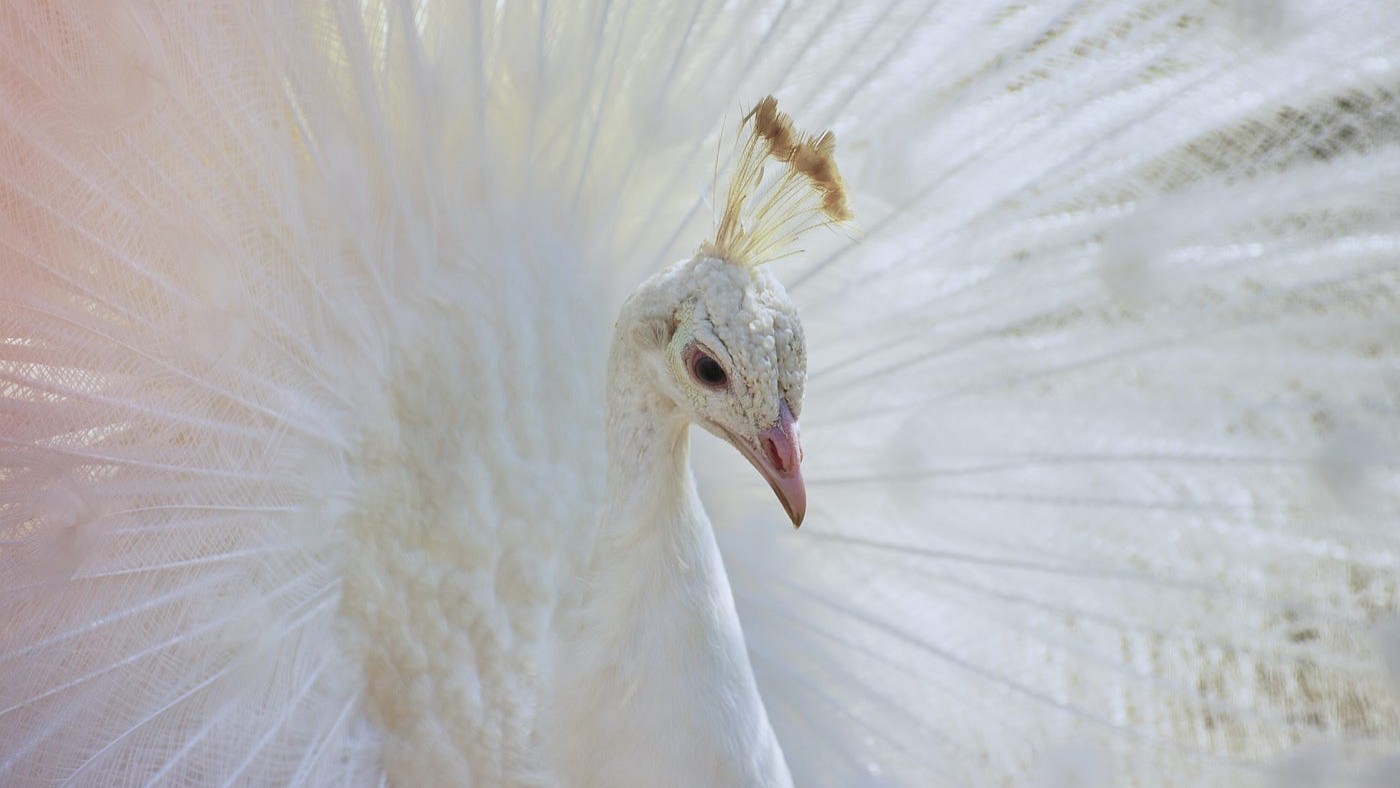 peafowl2