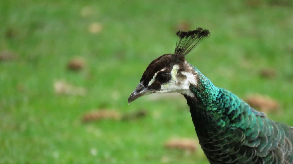 peafowl3