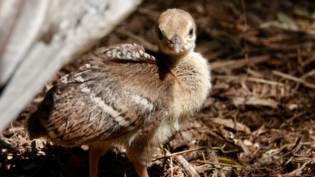 peafowl4
